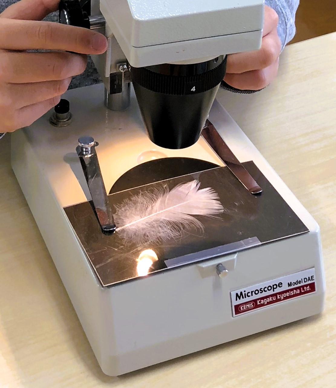 『恐竜が羽ばたくとき ~恐竜と鳥の共通点さがし~』