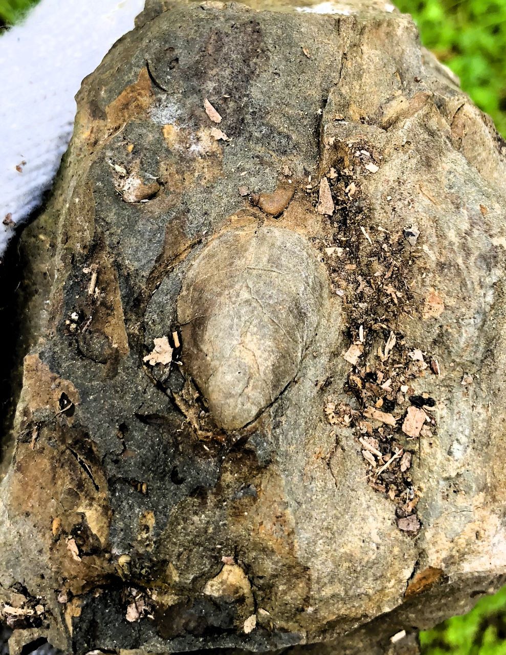 「みふね化石ひろば周辺の地層と化石」